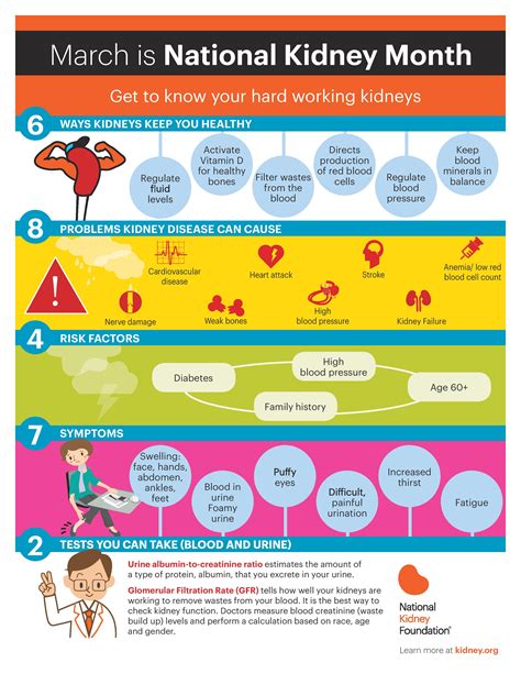 National kidney - Your Kidneys: Do You Know These Facts? | National Kidney Foundation. 1. Kidneys are important because they: Filter blood. Keep the right amount of fluids in the body. Help …